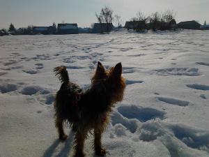 Ofer spre imeprechere YORKSHIRE TERRIER