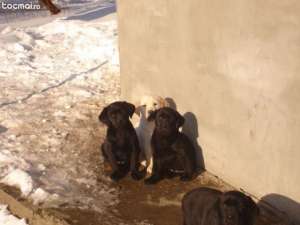 Vand cateluse labrador