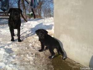 Vand cateluse labrador