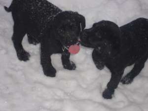 Vand cateluse labrador