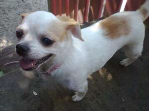 adopt pechinez catelusa