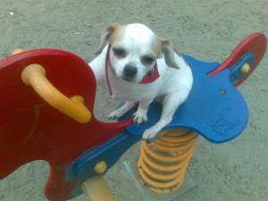 adopt pechinez catelusa