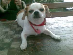 adopt pechinez catelusa
