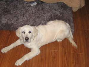 golden retriever , 