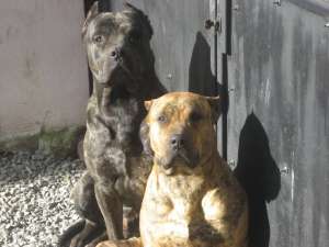 Presa canario/dogo canario de vanzare