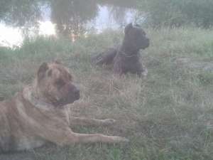 Presa canario/dogo canario de vanzare