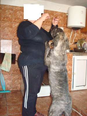 Presa canario/dogo canario de vanzare