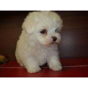cumpar pui caniche pitic alb sau bichon de talie mica
