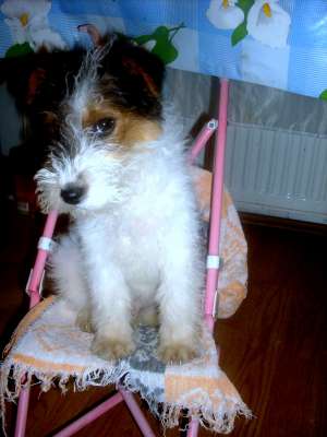 catei fox terrier