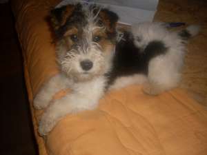 catei fox terrier