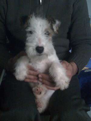 catei fox terrier