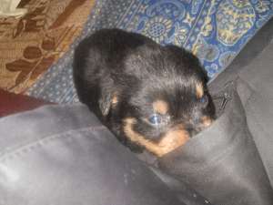 Vand catel rottweiler ff ieftin