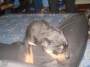 Vand catel rottweiler ff ieftin