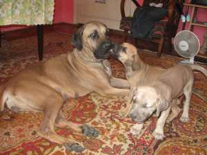 cane corso