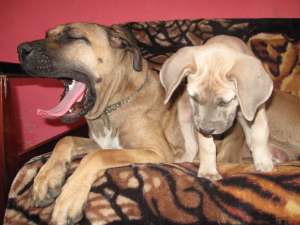 cane corso