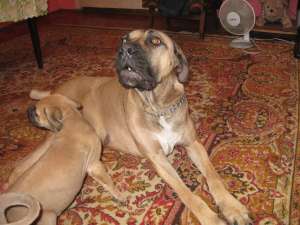 cane corso