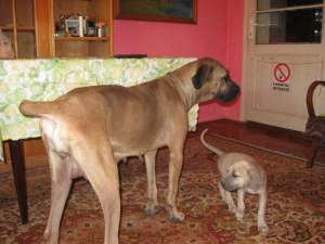cane corso