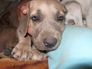 cane corso