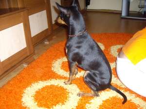 pinscher pitic negru