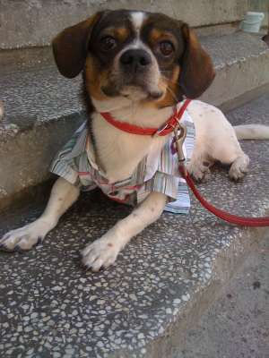 Sunt metish beagle caut fetita pentru monta