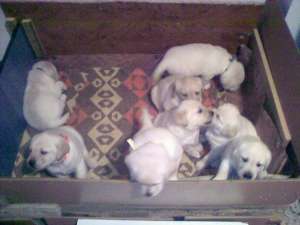 Vand puiuti labrador retriever aurii