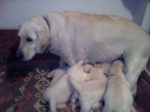 Vand puiuti labrador retriever aurii