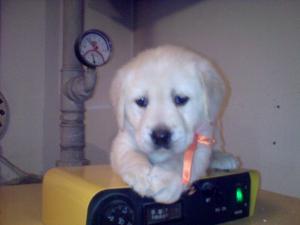 Vand puiuti labrador retriever aurii