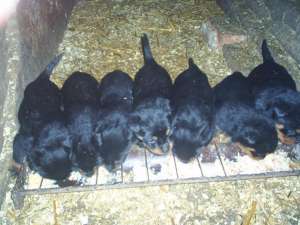 Vand catelusi rottwiler