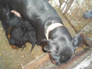 Vand catelusi rottwiler