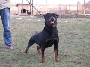 catei rottweiler de vanzare