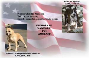 vand pui amstaff cu pedigree