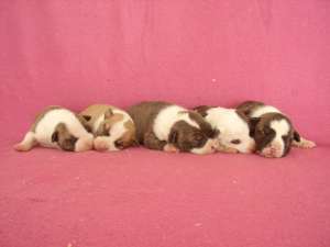 vand pui amstaff cu pedigree