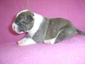 vand pui amstaff cu pedigree