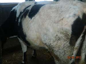 vand 2 vaci pentru sacrificare sau prasila  de 2ani respectiv 3ani cu greutatea de 550-600kg langa B