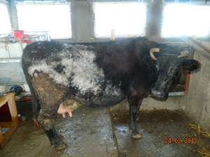 vaca cu lapte si vitica de 3 saptamani langa ,  vaca este la a 6-a fatare
