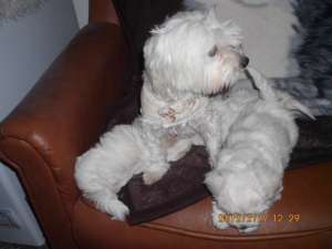 Vand pui bichon maltese