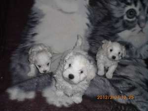 Vand pui bichon maltese