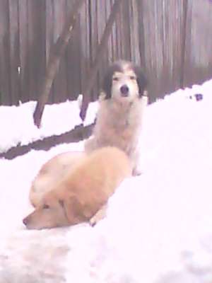 vand golden retriever