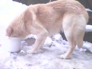 vand golden retriever