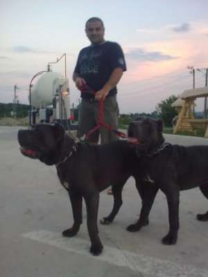 cane corso