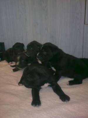 cane corso