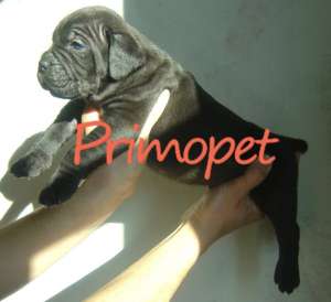 Catelusi Cane Corso de Vanzare