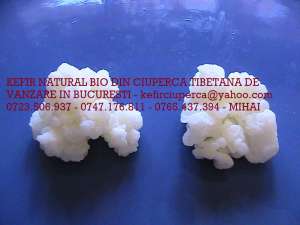 CIUPERCA TIBETANA DE KEFIR 0723506937  ACUM IN BUCURESTI 2 BUC = 50 LEI