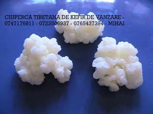 CIUPERCA TIBETANA DE KEFIR 0723506937  ACUM IN BUCURESTI 2 BUC = 50 LEI