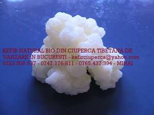 CIUPERCA TIBETANA DE KEFIR 0723506937  ACUM IN BUCURESTI 2 BUC = 50 LEI