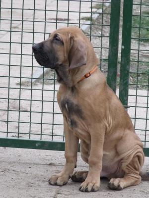 FILA BRASILEIRO de vinzare