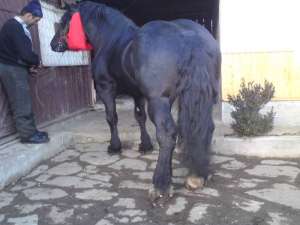SUPER ARMASAR NEGRU DE VANZARE 4 ANI