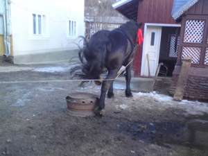 SUPER ARMASAR NEGRU DE VANZARE 4 ANI