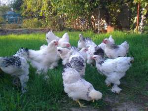 vand cocosi brahma herminat