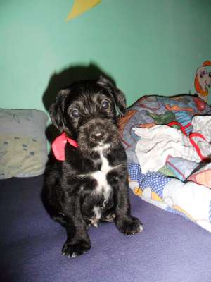 Vand urgent schnauzer pitic